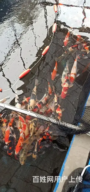 苏州大量出售锦鲤鱼单条15元起 - 图片 3