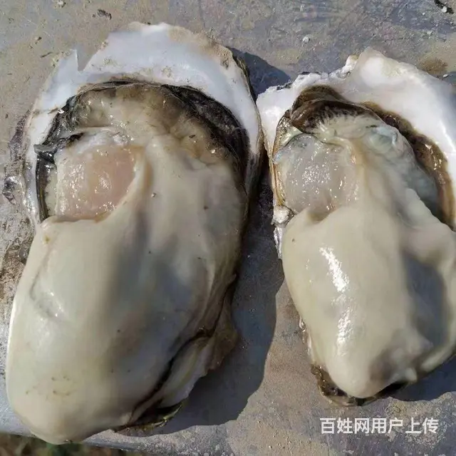 乳山生蚝  生蚝肉批发  零售  水产批发零售 - 图片 1