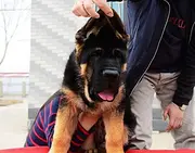 纯种德国牧羊犬 锤系德牧幼犬 大头德牧价格