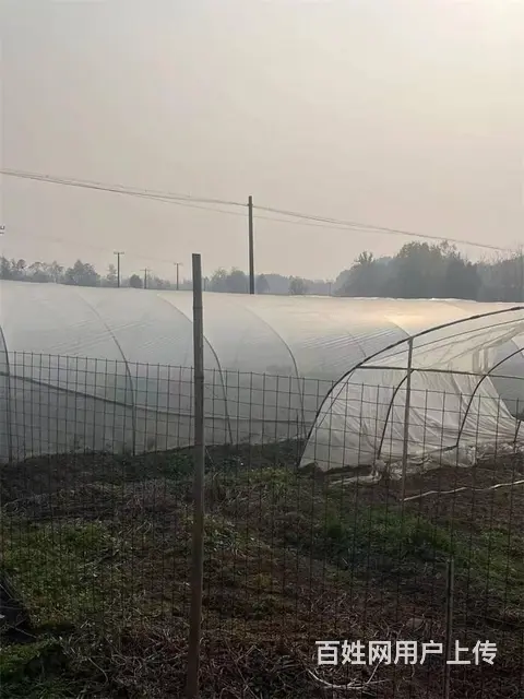 中江县通济镇140亩土地出租 - 图片 5