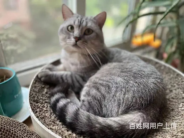 自己家养的美短猫出售 - 图片 3