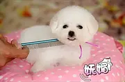 种比熊犬 卷毛比熊犬 小比熊 疫苗驱虫做齐