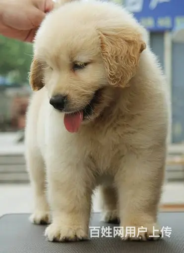 广州纯种金毛犬价格 狗舍直销 包纯种健康签协议 - 图片 4