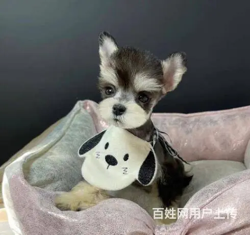 纯种雪纳瑞幼犬小狗 可爱椒盐雪纳瑞 身体健康找新家 - 图片 5
