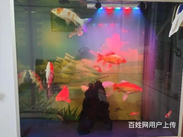 草鱼和锦鲤 - 图片 2