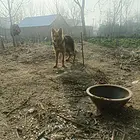 给狗狗一个温暖的家