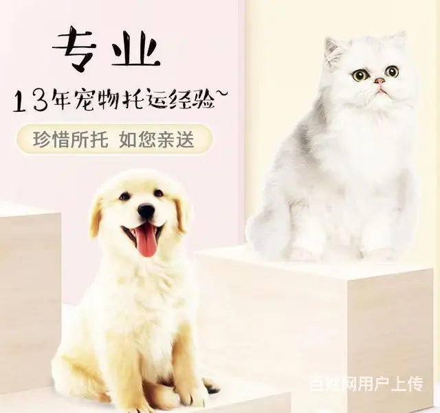 南充阆中宠物托运 （猫狗活体运输）宠物快递至全国 - 图片 1