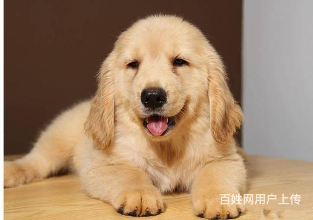 北京宠物 北京狗狗 北京金毛图片由用户自行上传,本网站无法鉴别所