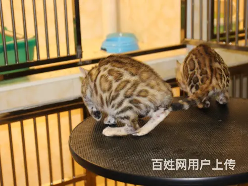 宿州专业繁殖孟加拉豹猫猫血统纯正 品质到位 - 图片 7
