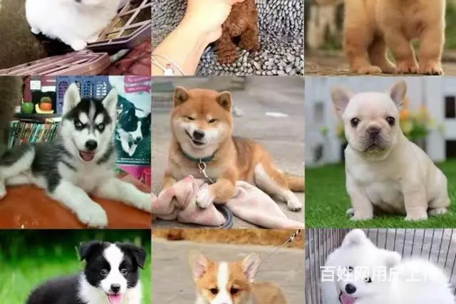 南充哪里有狗厂 金毛犬 小女生推荐 - 图片 2