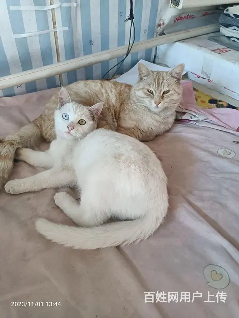 自家可爱猫咪 - 图片 1