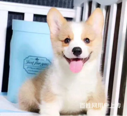北京哪里有卖柯基犬的 质保签协议 - 图片 4