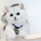 本地哪里有卖曼基康矮脚猫的 矮脚猫多少钱一只