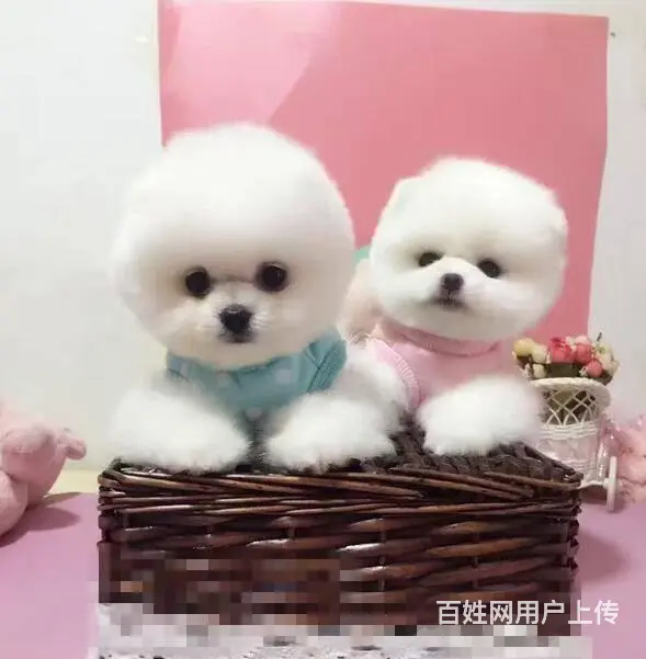 纯种赛级博美幼犬、包健康现场检测、不纯全额退款 - 图片 3