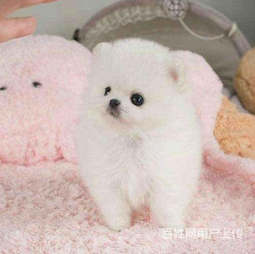 白色雪球小博美狗找人家收养