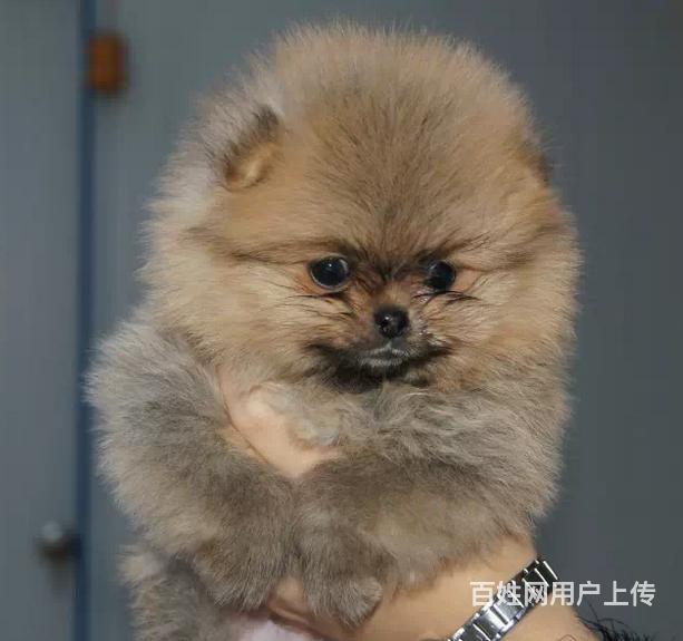 明星犬舍俊介博美幼犬網上中介多請大家擦亮眼