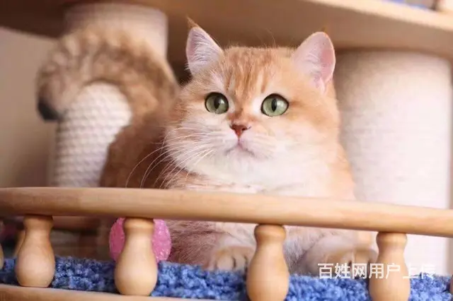 湖州本地层哪里出售渐层猫 渐层猫多少钱 - 图片 10