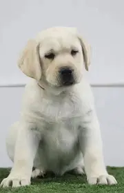 买纯种顶级 拉布拉多幼犬 赛级品质 保证健康