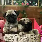 纯种巴哥多少钱一只巴哥犬好养吗 身上臭不臭巴哥价