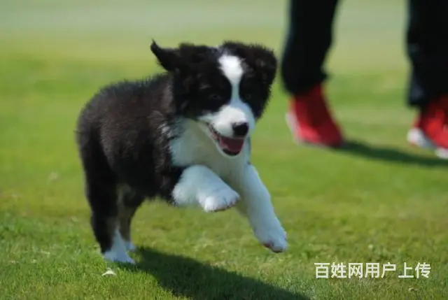 出售边境牧羊犬 包纯种包健康送用品 - 图片 5