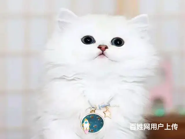 常州猫舍金吉拉多少钱一只哪里有本地买保纯种健康 - 图片 2