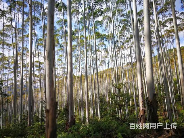 百色靖西龍臨鄉大品村造林屯10年桉樹林地欲砍伐出售