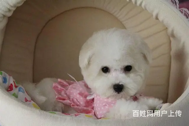 出售纯种比熊幼犬 赛级比熊幼犬 比熊多少钱 - 图片 2