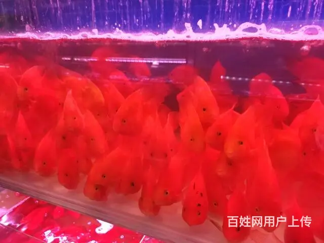 鱼缸观赏鱼送货到家 - 图片 6