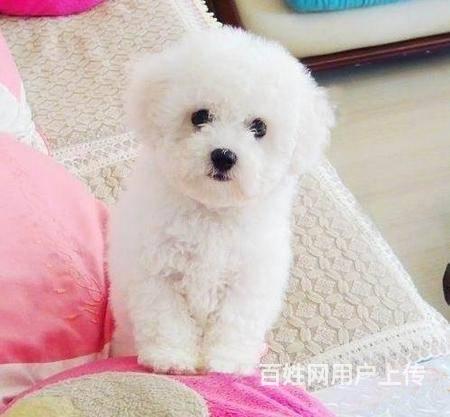 純種比熊犬終身保障可上門挑選 同城可送貨 包郵