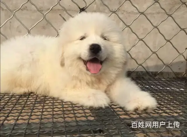 纯种大白熊 短嘴大爪子 骨量特别大 - 图片 6