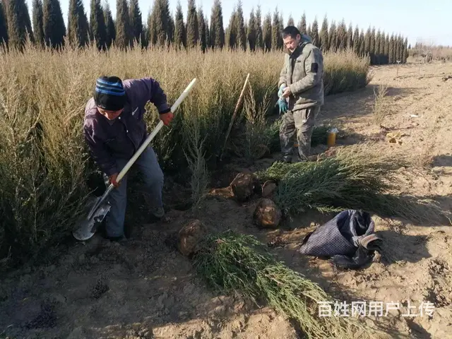 常年出售云杉，柏树，油树，长青树 - 图片 10