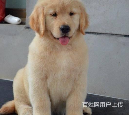 北京本地金毛幼犬多少錢一隻 純種金毛幼犬 賽級金毛的圖片