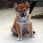 哪里有柴犬出售 柴犬幼犬价格 纯种柴犬