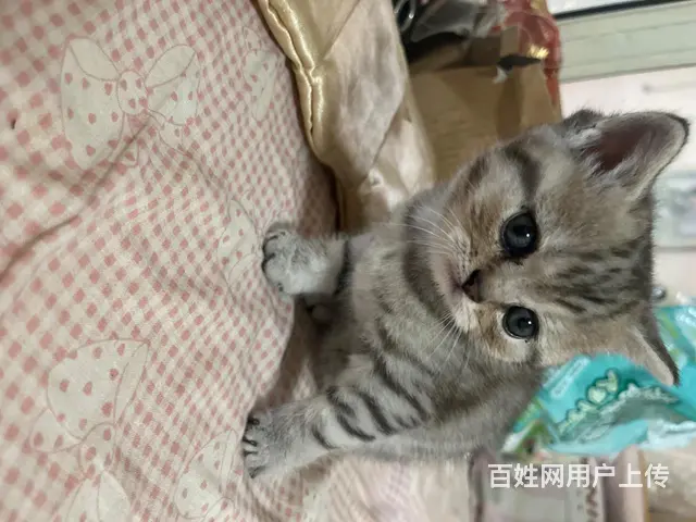 自己养的小猫 - 图片 1