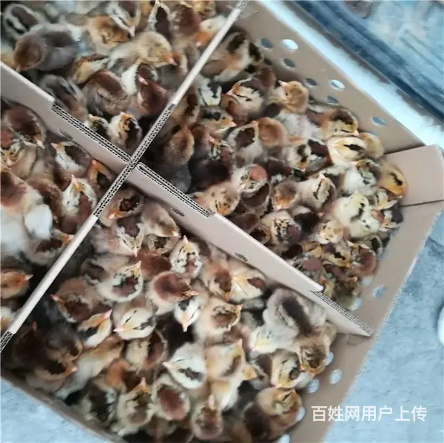 滨州鸡苗孵化场 滨州笨鸡苗孵化厂 滨州鸡苗批发价格 - 图片 4