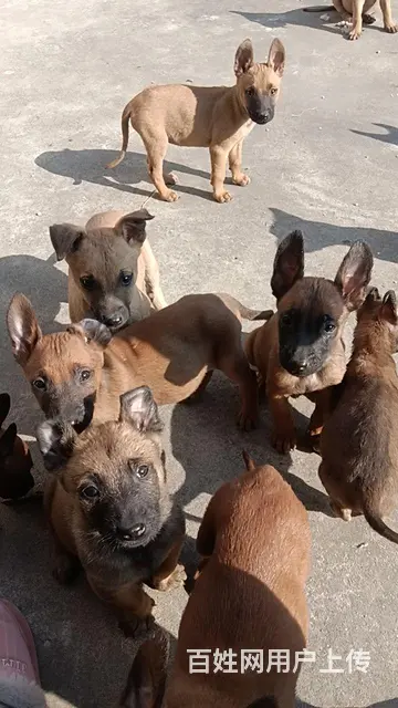 精品马犬，看家护院的好帮手。 - 图片 4