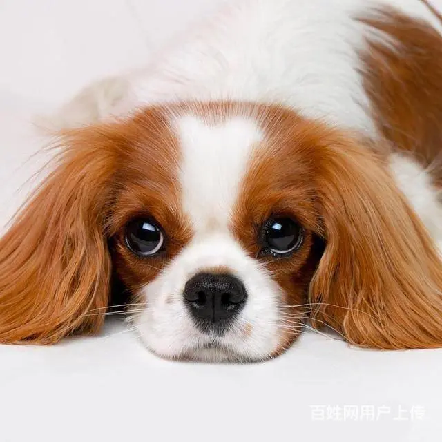 专业繁殖查理王小猎犬狗场出售骑士查理王英国女 - 图片 2