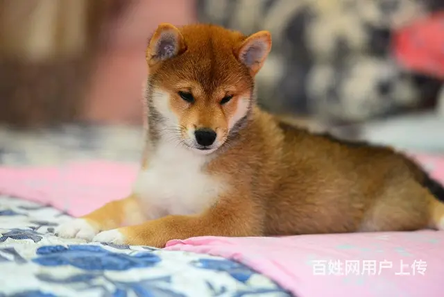 琼中哪里有高品质纯种柴犬幼犬出售 自家犬舍繁育 购 - 图片 3