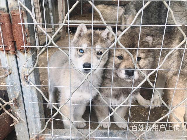 捷克狼犬幼崽出售