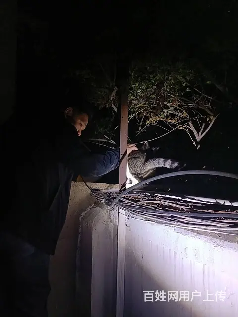 猫跑丢了怎么找 有效洛阳专业找猫团队怎么收费 - 图片 5
