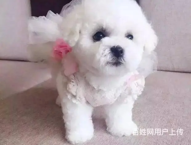 纯种比熊犬，赛级比熊犬，比熊价格专业繁育比熊基地 - 图片 9