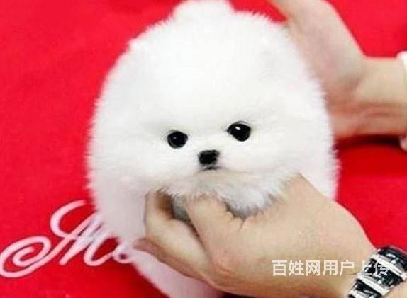 博美多少钱?博美照片,双血统博美贵吗的图片