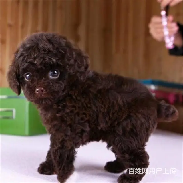 宿迁正规泰迪犬舍地点联系方式 - 图片 2