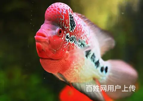 厦门出售泰国进口精品罗汉鱼一手货源，送货上门 - 图片 1