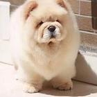 纯种松狮 纯种黄白松狮犬 出售高品质松狮 保健康