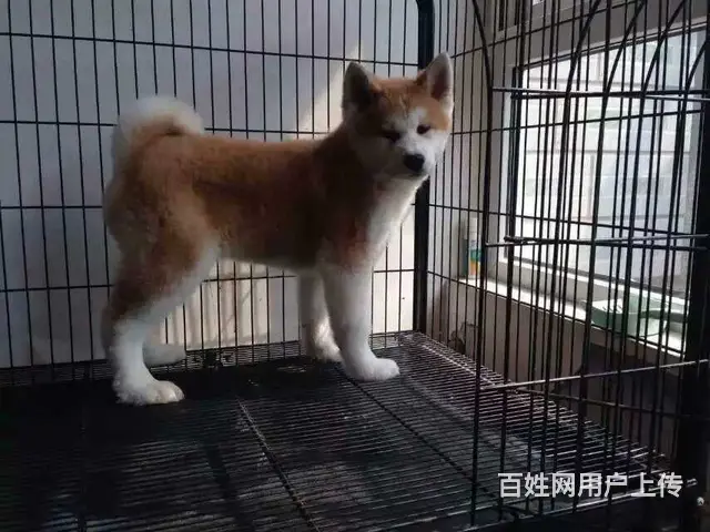 阿克苏【*推荐】秋田犬舍‖秋田养殖场 - 图片 9