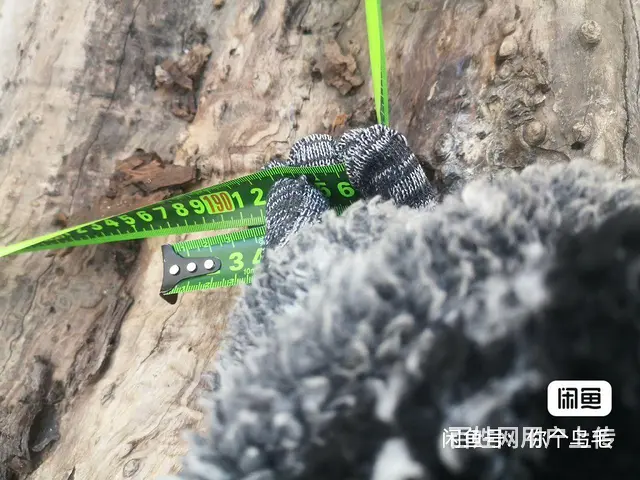 极少的大号枣树 - 图片 4