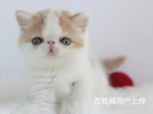 徐州家繁殖纯种加菲猫,可以上门挑选，价格美丽 - 图片 3
