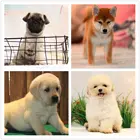 湘西养狗场如何挑选狗狗