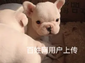天门本地法斗犬舍，本地法斗在哪里 - 图片 11
